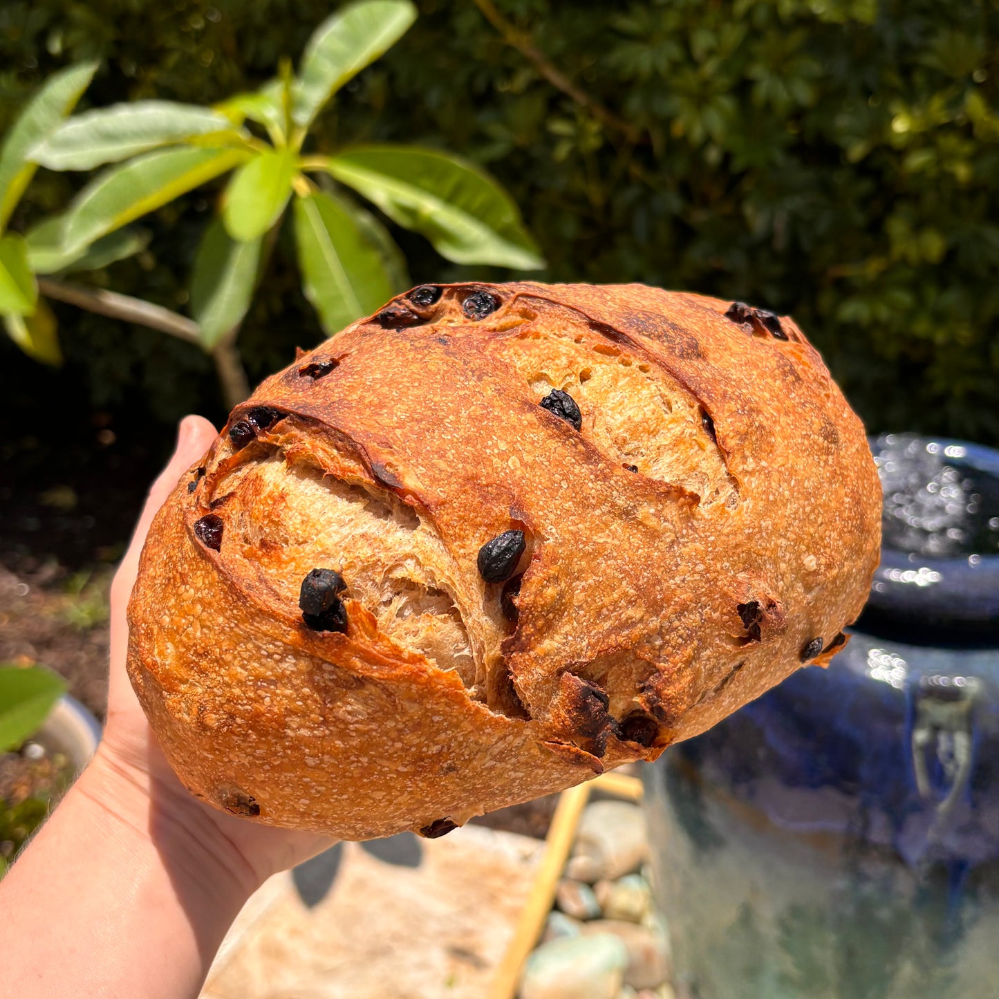 Cinnamon Raisin Sourdough Loaf (Organic ingredients)