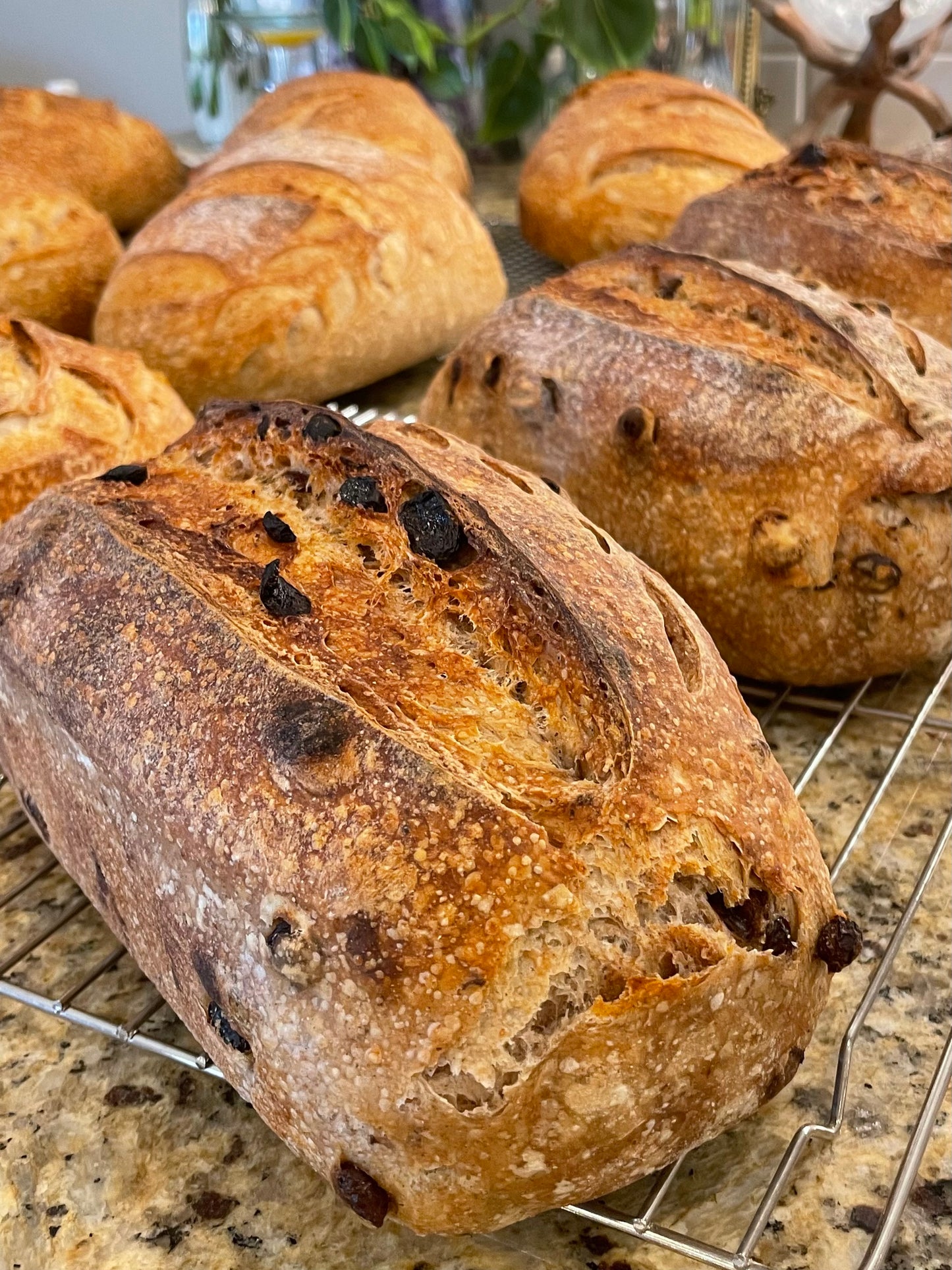 Cinnamon Raisin Sourdough Loaf (Organic ingredients)